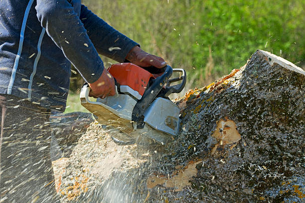 Casa Grande, AZ Tree Removal Company